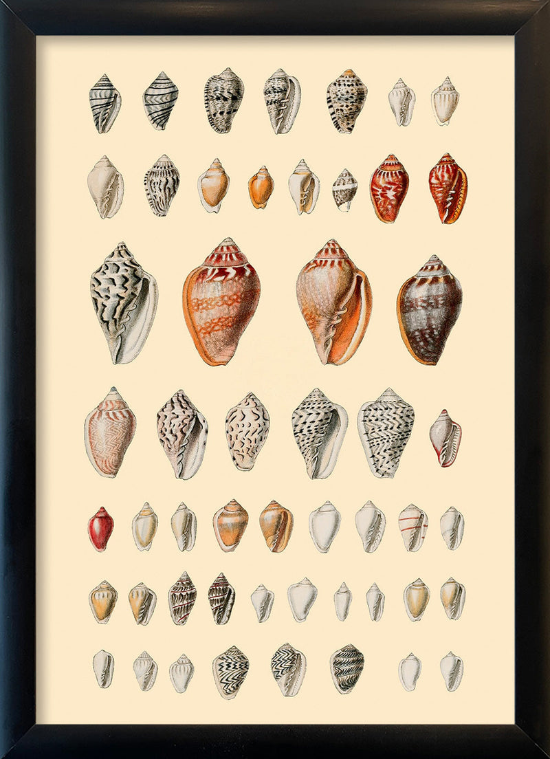 A Variety of Small Sea Shells. Mini Print