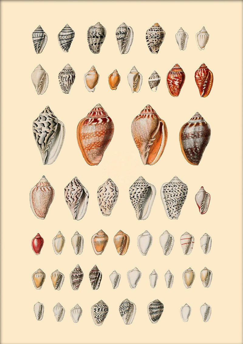 A Variety of Small Sea Shells. Mini Print