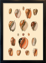 Eighteen Sea Shells in Burned Colours. Mini Print