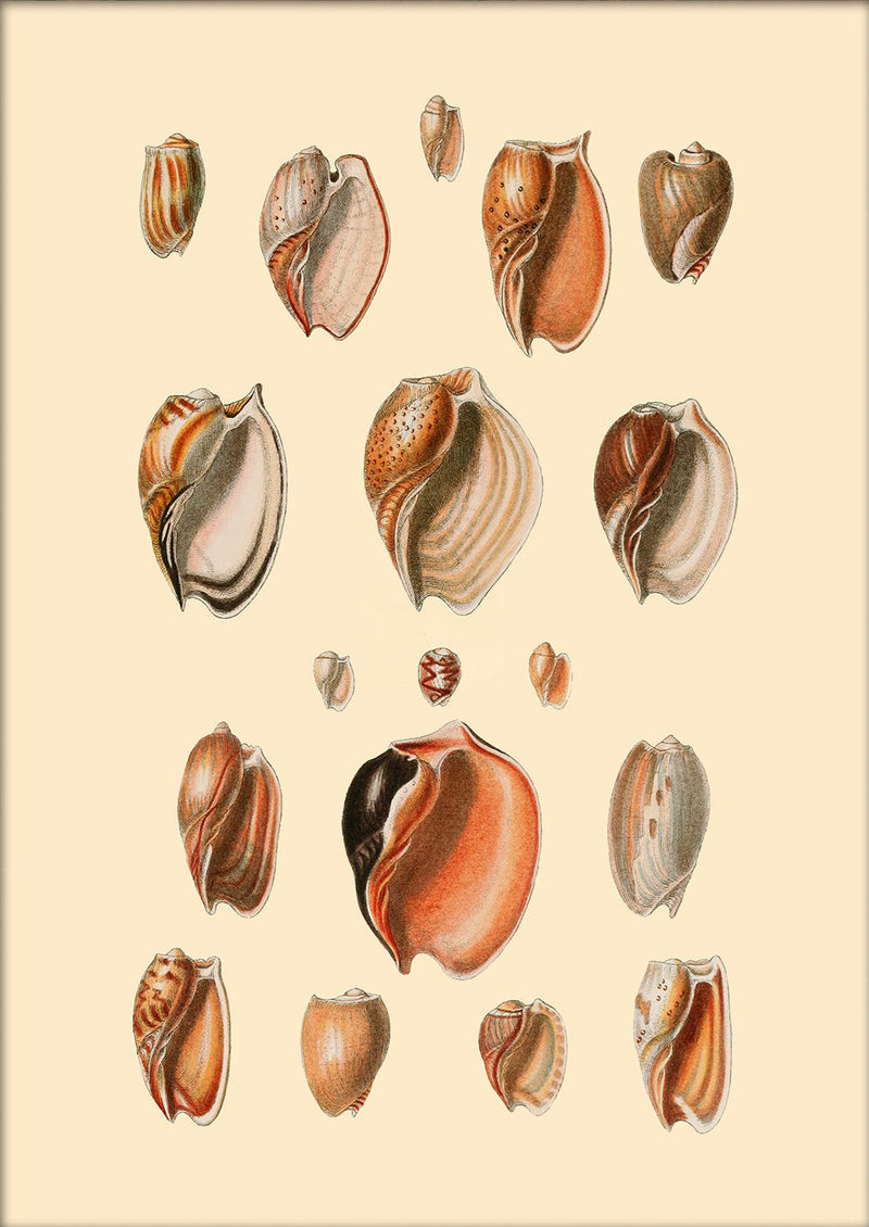 Eighteen Sea Shells in Burned Colours. Mini Print