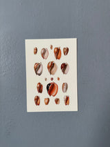 Eighteen Sea Shells in Burned Colours - Outlet