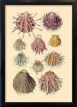 Ten Spiked Sea Shells. Mini Print