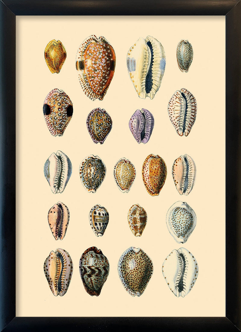Twenty One Round Sea Shells. Mini Print