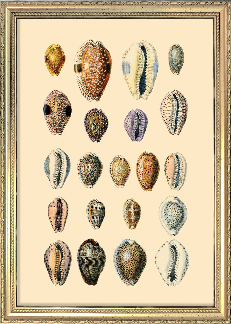 Twenty One Round Sea Shells. Mini Print