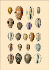 Twenty One Round Sea Shells. Mini Print