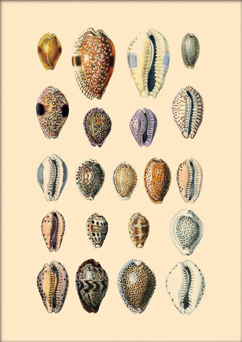 Twenty One Round Sea Shells. Mini Print