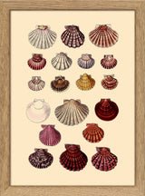 Nineteen Round Sea Shells. Mini Print