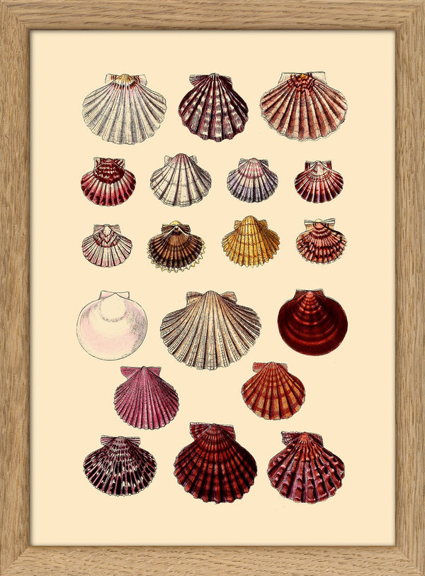 Nineteen Round Sea Shells. Mini Print