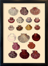 Nineteen Round Sea Shells. Mini Print