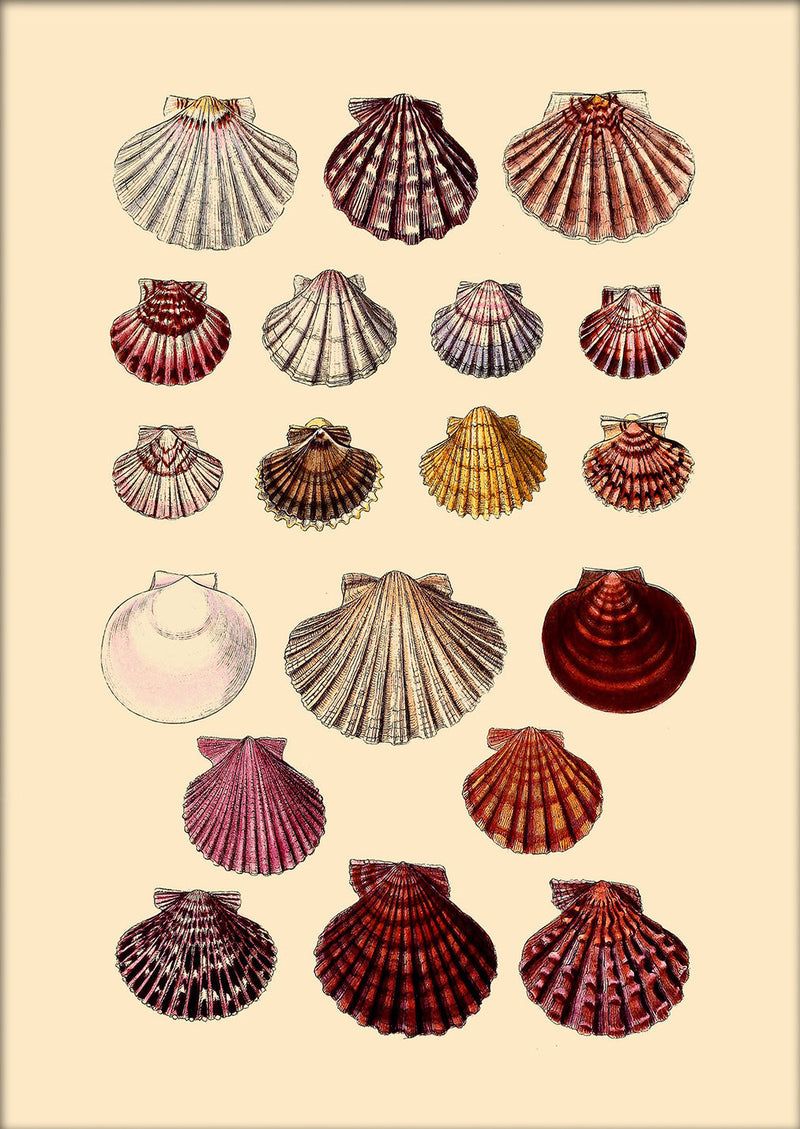 Nineteen Round Sea Shells. Mini Print