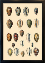 Twenty One Spotted Sea Shells. Mini Print