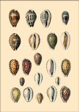 Twenty One Spotted Sea Shells. Mini Print