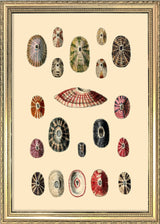 A Variety of Different Shaped Sea Shells. Mini Print