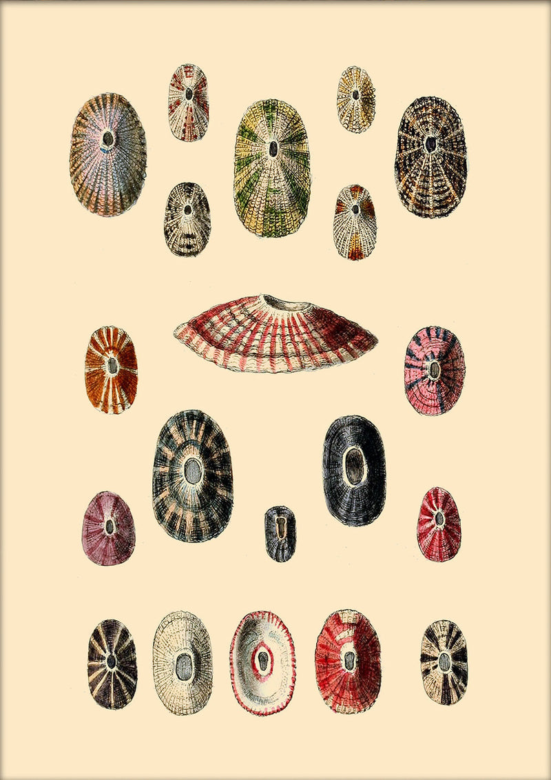 A Variety of Different Shaped Sea Shells. Mini Print