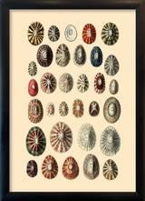 Thirty Two Sea Shells in Different Colours. Mini Print