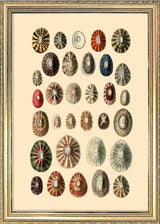 Thirty Two Sea Shells in Different Colours. Mini Print