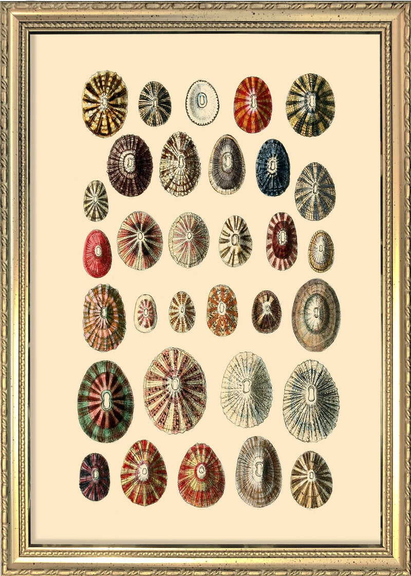 Thirty Two Sea Shells in Different Colours. Mini Print