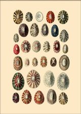 Thirty Two Sea Shells in Different Colours. Mini Print