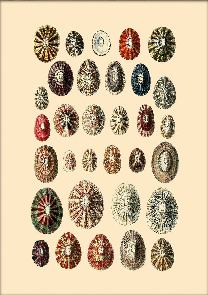 Thirty Two Sea Shells in Different Colours. Mini Print