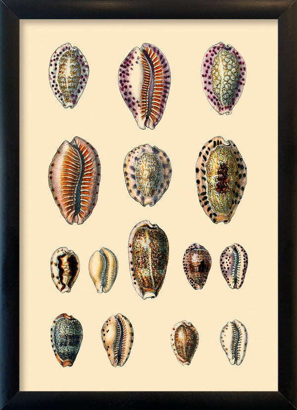 Fifteen Oval Sea Shells. Mini Print