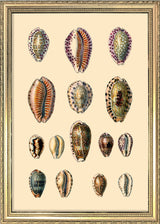 Fifteen Oval Sea Shells. Mini Print