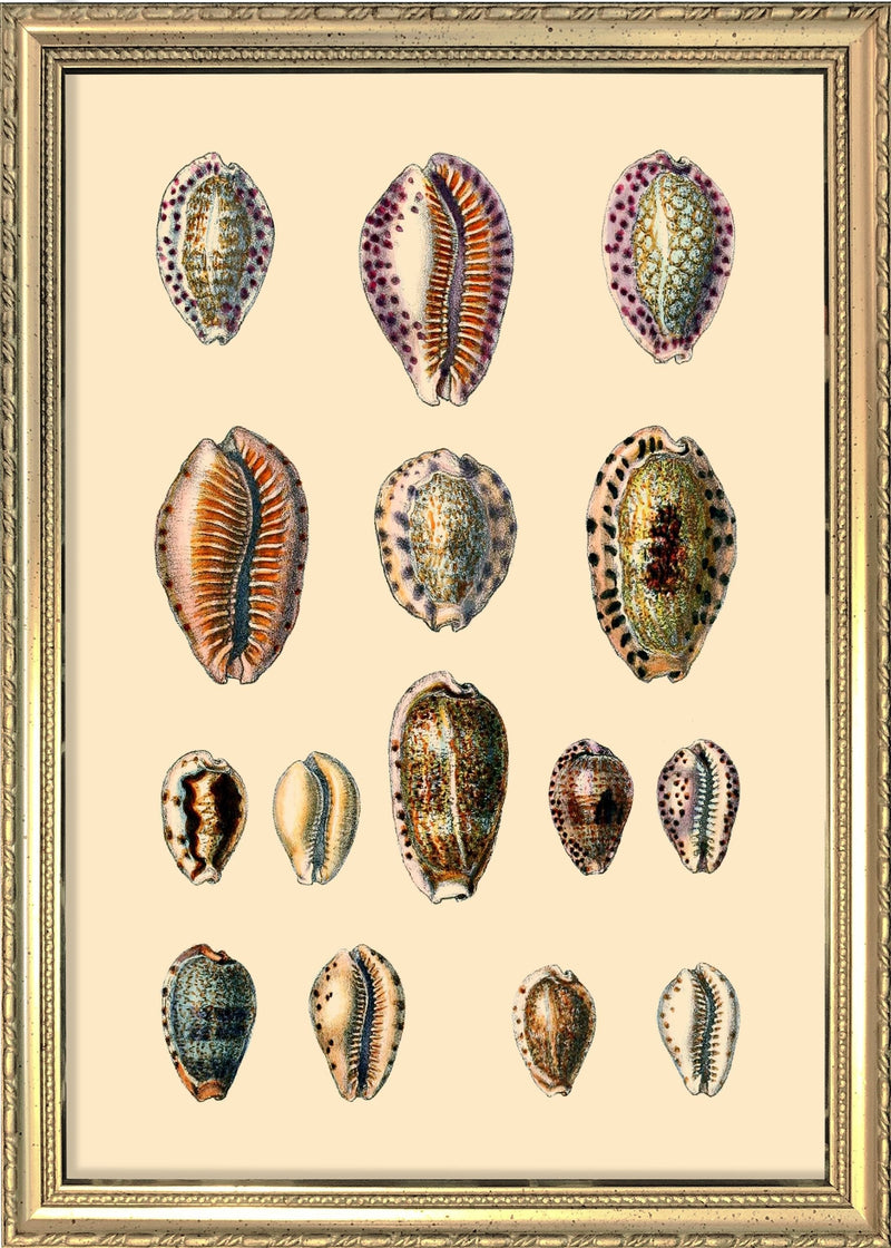 Fifteen Oval Sea Shells. Mini Print