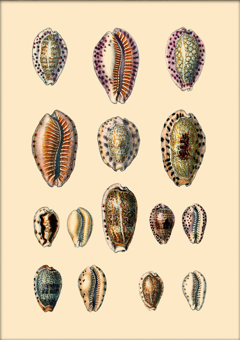 Fifteen Oval Sea Shells. Mini Print