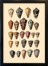 Twenty Five Pointy Sea Shells. Mini Print