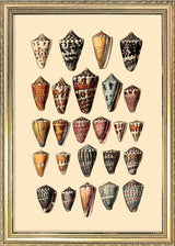 Twenty Five Pointy Sea Shells. Mini Print