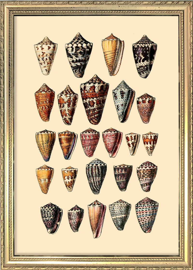 Twenty Five Pointy Sea Shells. Mini Print