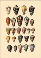 Twenty Five Pointy Sea Shells. Mini Print