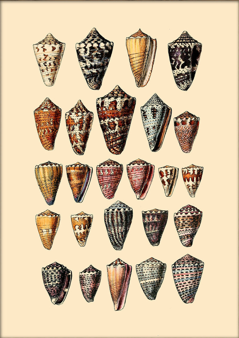 Twenty Five Pointy Sea Shells. Mini Print