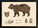 Brown Bear and Details. Mini Print