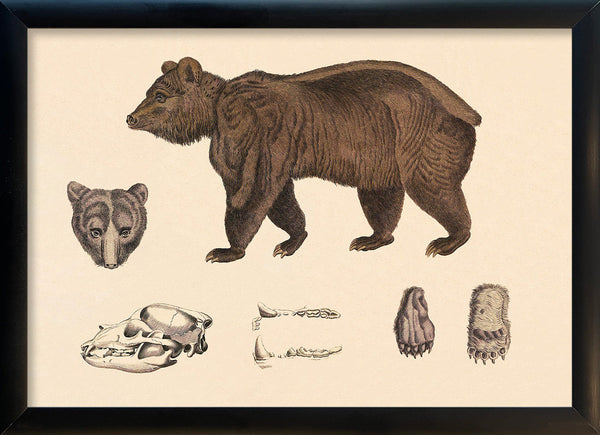 Brown Bear and Details. Mini Print