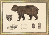 Brown Bear and Details. Mini Print
