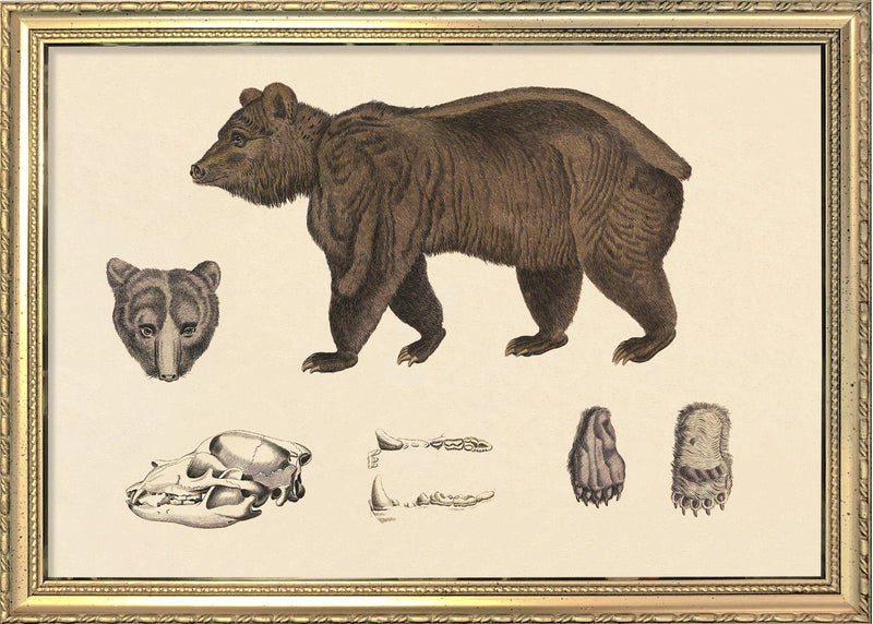 Brown Bear and Details. Mini Print