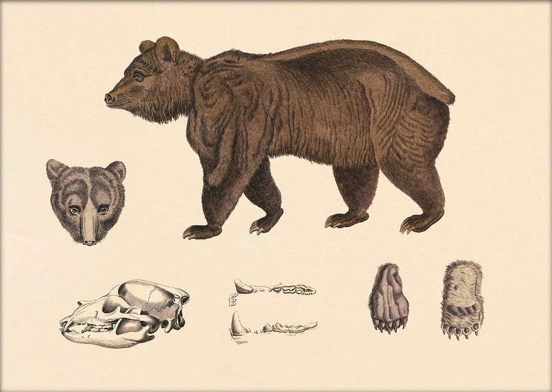 Brown Bear and Details. Mini Print