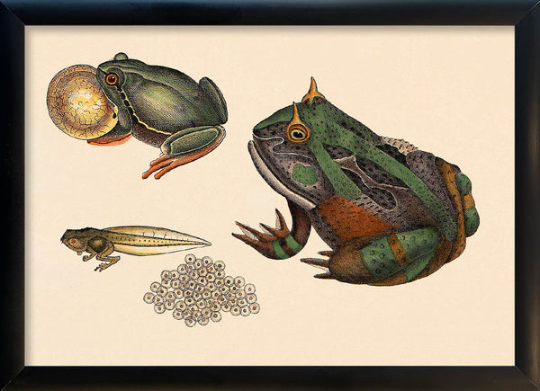 Toad Evolution. Mini Print