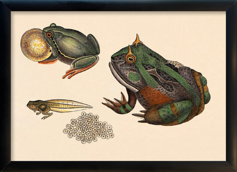 Toad Evolution. Mini Print