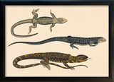Three Lizards. Mini Print