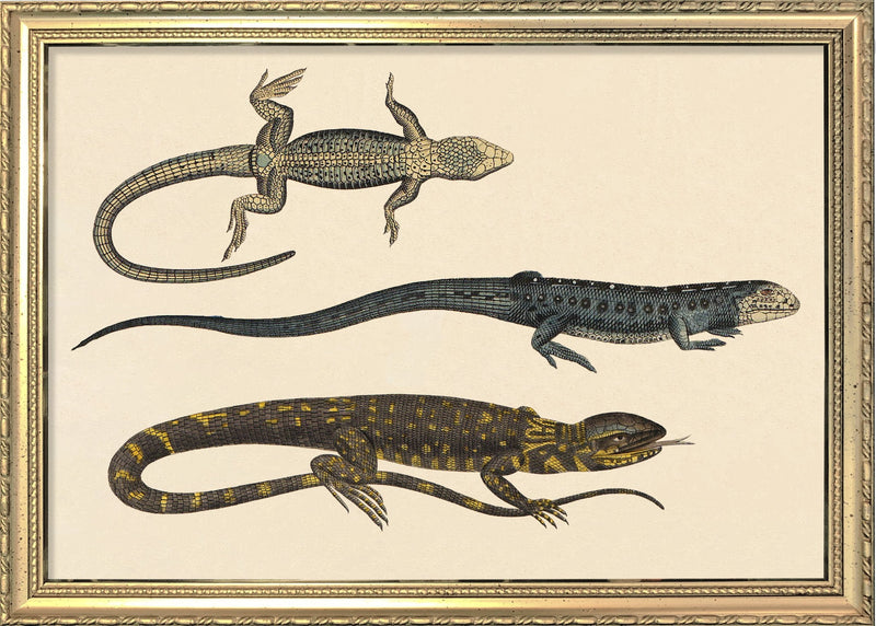 Three Lizards. Mini Print