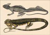 Two Lizards. Mini Print