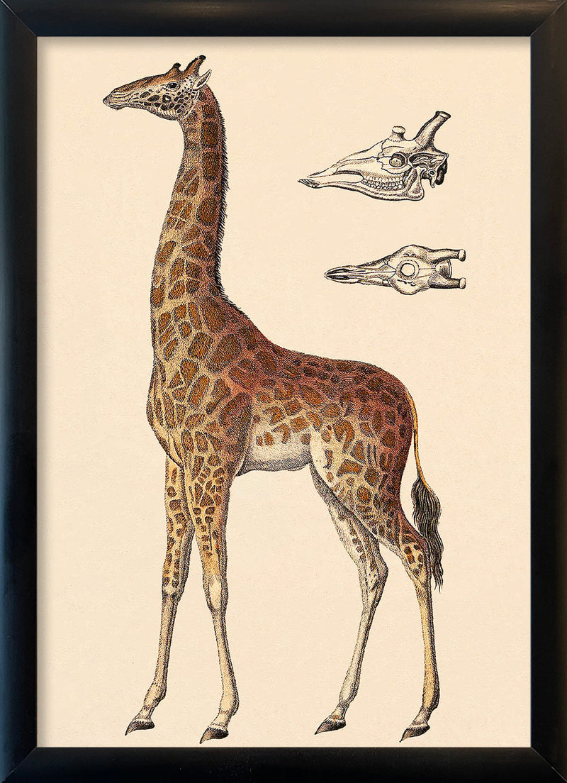 Giraffe and Details. Mini Print