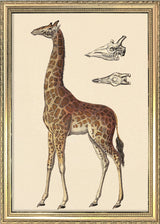 Giraffe and Details. Mini Print