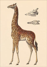 Giraffe and Details. Mini Print