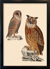 Two Owls. Mini Print