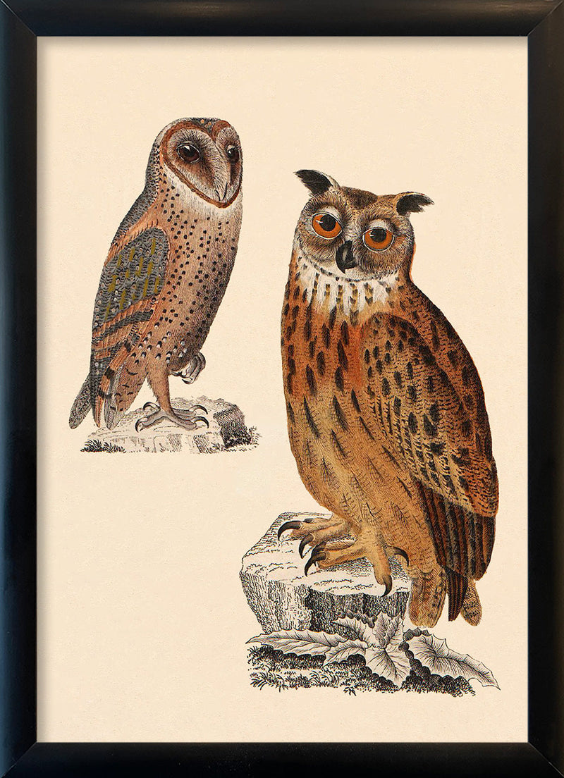 Two Owls. Mini Print
