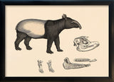 Malayan Tapir (Acrocodia Indica) and Details. Mini Print