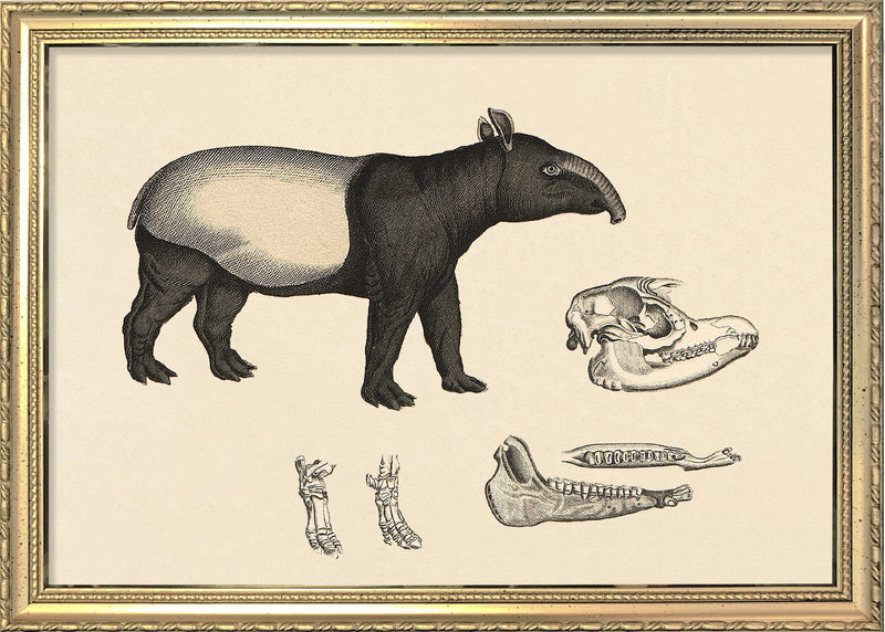 Malayan Tapir (Acrocodia Indica) and Details. Mini Print