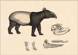 Malayan Tapir (Acrocodia Indica) and Details. Mini Print